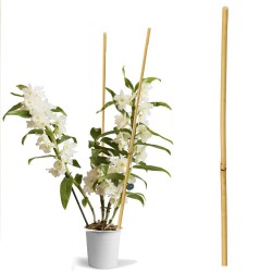 Bambusz tartó növények és...