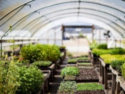 A kezdő kertészek útmutatója, az üvegházi kertészkedéshez