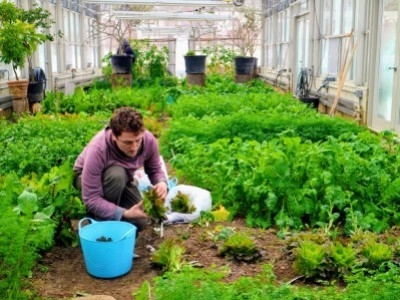 Milyen zöldségféléket lehet üvegházban termeszteni?