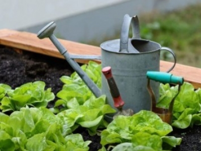 Milyen zöldségféléket ültethetünk tavasszal a kerti üvegházban?